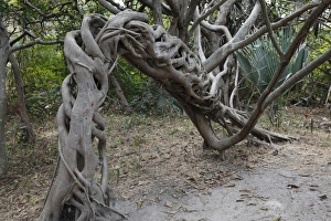 Roots Prints: Strangler Fig (Ficus sp. ) habit