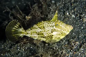 Indopacific Prints: Strapweed Filefish (Pseudomonacanthus macrurus) adult