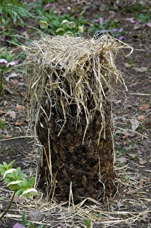 Protects Prints: Straw frost protection over Tree Fern (Cyatheales sp. ) in garden, Norfolk, England, march
