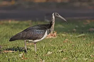 Ibises Prints: Straw-necked Ibis (Threskiornis spinicollis) adult