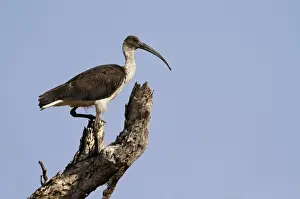 Straw-necked Ibis (Threskiornis spinicollis) immature male, standing on tree stump, Western Australia, Australia