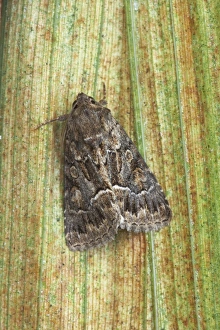 Under Wing Prints: Straw Underwing (Thalpophila matura) adult, resting on leaf, Essex, England