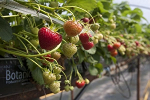 Agriculture Prints: Strawberry (Fragaria sp. ) crop