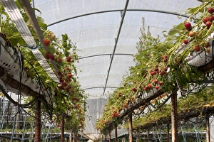Strawberry (Fragaria sp. ) crop, ripe and ripening fruit, growing in raised growbags in polytunnel on pick your own