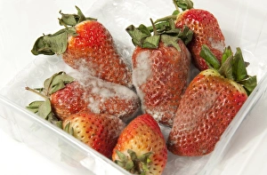 Strawberry (Fragaria sp. ) fruit, covered with mould in plastic container, Norfolk, England, April