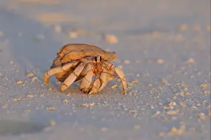 Sun Set Prints: Strawberry Land Hermit Crab (Coenobita perlatus) adult