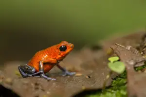 Floor Prints: Strawberry Poison Dart Frog (Oophaga pumilio) adult