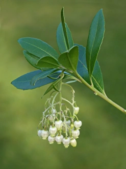 Shrubs Prints: Strawberry Tree (Arbutus unedo) close-up of flowers
