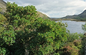 County Prints: Strawberry Tree (Arbutus unedo) habit