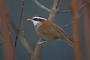 Timaliid Prints: Streak-breasted Scimitar-babbler (Pomatorhinus ruficollis godwini) adult