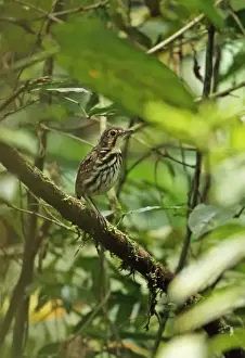 Grallariidae Prints: Streak-chested Antpitta (Hylopezus perspicillatus perspicillatus) adult
