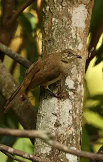 Streak-eared Bulbul (Pycnonotus blanfordi conradi) adult, clinging to tree trunk, Kaeng Krachan N. P. Thailand, november