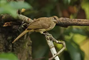 Streak-eared Bulbul (Pycnonotus blanfordi conradi) adult, perched on branch, Kaeng Krachan N. P. Thailand, november