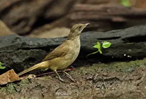 Streak-eared Bulbul (Pycnonotus blanfordi conradi) adult, standing beside forest pool, near Kaeng Krachan, Thailand