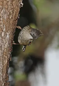Timaliid Prints: Streak-throated Barwing (Actinodura waldeni daflaensis) adult