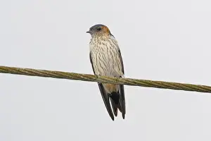 Wire Prints: Streak-throated Swallow (Petrochelidon fluvicola) adult