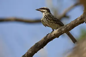 Fly Catcher Prints: Streaked Flycatcher (Myiodynastes maculatus) adult