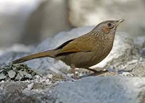 Laughingthrushes Prints: Streaked Laughingthrush (Garrulax lineatus lineatus) adult