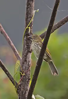 Saltators Prints: Streaked Saltator (Saltator striatipectus isthmicus) adult
