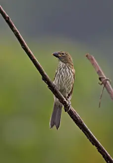 Streaked Saltator (Saltator striatipectus isthmicus) adult, perched on branch, Rio Indio, Panama, October