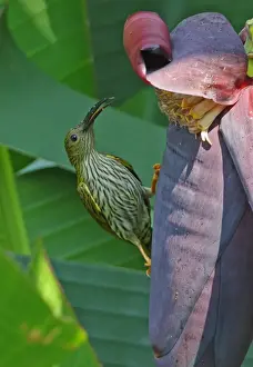 Streaked Spiderhunter (Arachnothera magna musarum) adult, feeding at banana flower, Kaeng Krachan N. P. Thailand, february