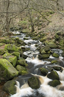 Brooks Prints: Stream cascading through upland wood habitat