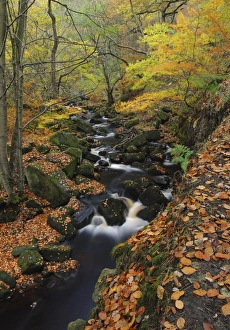 Brooks Prints: Stream cascading through upland woodland habitat