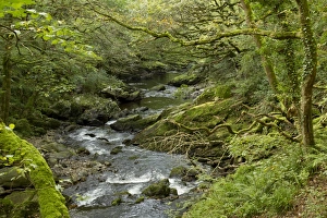 : Stream flowing through deciduous woodland habitat