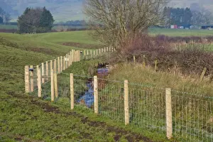 Stream flowing through pasture, protected from livestock with new wire mesh fencing, tributary of River Hodder