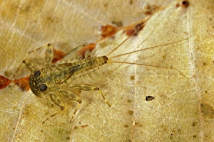 Nymph Prints: Stream Mayfly (Ecdyonurus sp. ) nymph, on fallen leaf in water, Italy