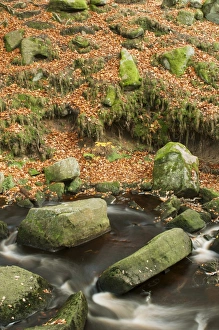 Slopes Prints: Stream, rocks and fallen leaves in woodland