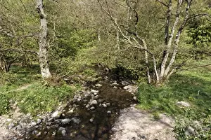 Staffordshire Prints: Stream in woodland habitat, Coombes Valley RSPB Reserve, Staffordshire, England, april