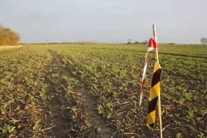 Pests Prints: Streamer birdscarers in Oilseed Rape (Brassica napus) young crop