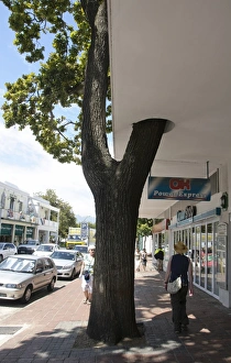 Street tree growing through building in town, Stellenbosch, Western Cape, South Africa