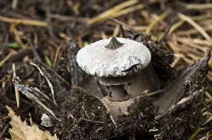 Needle Prints: Striate Earthstar (Geastrum striatum) fruiting body
