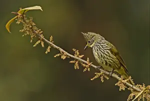 Foothill Prints: Striated Bulbul (Pycnonotus striatus striatus) adult