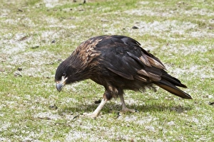 Subantarctic Prints: Striated Caracara (Phalcoboenus australis) adult