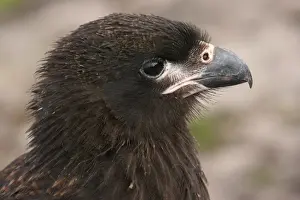 Falkland Prints: Striated Caracara (Phalcoboenus australis) immature
