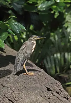 Rainforest Prints: Striated Heron (Butorides striata atricapilla) adult