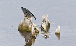 South Africa Prints: Striated Heron (Butorides striatus) adult