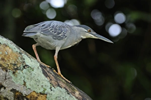 Guyanan Prints: Striated Heron (Butorides striatus) adult, walking on tree trunk, Georgetown, Guyana