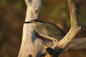 Striated Heron (Butorides striatus) adult, perched on branch in evening sunlight, Gambia, january