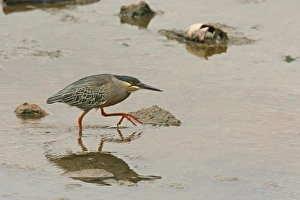 Heron Prints: Striated Heron (Butorides striatus) immature