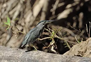 Striated Heron (Butorides striatus javanicus) adult, standing on fallen tree, Taman Negara N. P