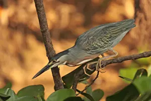 Mato Grosso Prints: Striated Heron (Butorides striatus striatus) adult