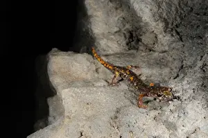 Cave Prints: Strinati's Cave Salamander (Speleomantes strinatii) adult