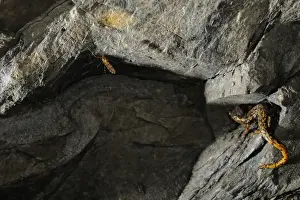 Strinati's Cave Salamander (Speleomantes strinatii) adult, hunting, approaching cave mosquito in cave, Italy, june
