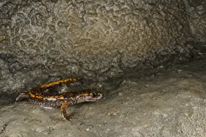 Cave Prints: Strinatis Cave Salamander (Speleomantes strinatii) adult