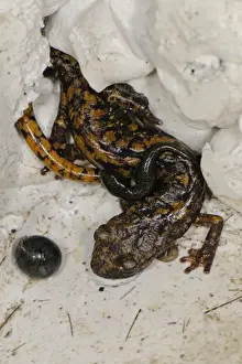 Strinati's Cave Salamander (Speleomantes strinatii) adult female, carrying young on back for protection, guarding egg, Italy, september