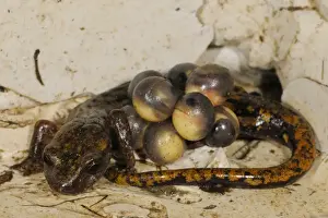 Strinati's Cave Salamander (Speleomantes strinatii) adult female, guarding eggs during development, embryos with visible eyes, Italy, july